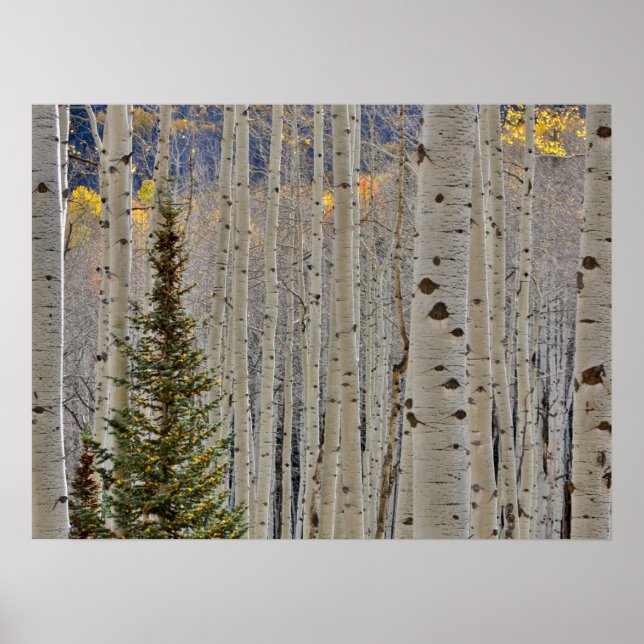 Autumn Aspen Groves | Colorado Rocky Mountains Poster (Front)