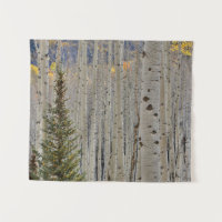Autumn Aspen Groves | Colorado Rocky Mountains
