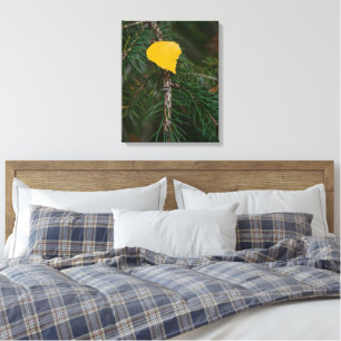 Autumn Aspen Leaf on Evergreen Contrast Photograph Canvas Print