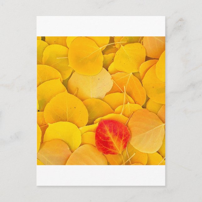 Autumn Aspen Leaves Eastern Sierra California Postcard (Front)