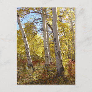 Autumn Aspen Postcard