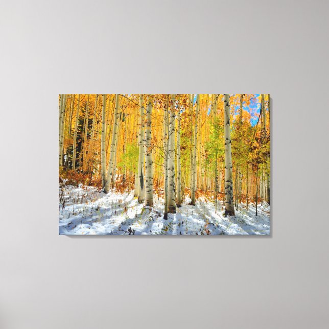 Autumn Aspens Canvas Print (Front)