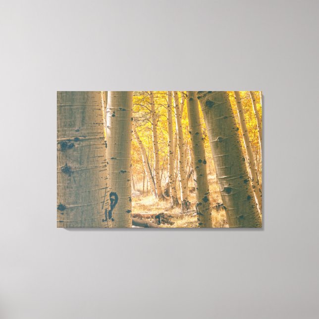 Autumn Aspens Canvas Print (Front)
