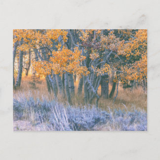 Autumn Aspens Forest Postcard