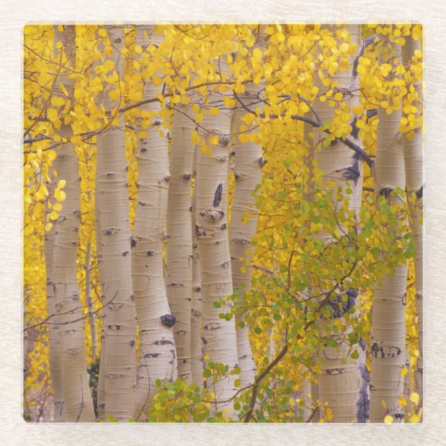 Autumn aspens in Kebler Pass in Colorado Glass Coaster (Front)