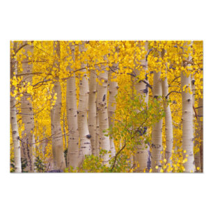 Autumn aspens in Kebler Pass in Colorado. Photo Print