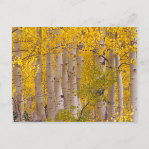 Autumn aspens in Kebler Pass in Colorado. Postcard