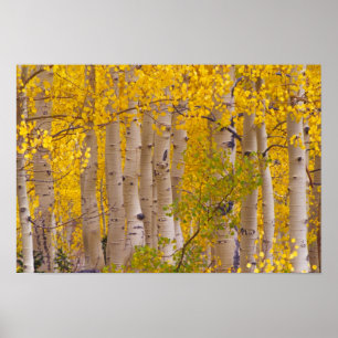 Autumn aspens in Kebler Pass in Colorado. Poster