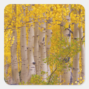 Autumn aspens in Kebler Pass in Colorado. Square Sticker