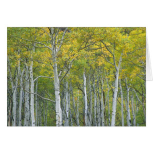 Autumn aspens in McClure pass in Colorado.