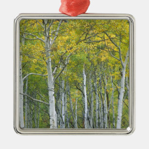 Autumn aspens in McClure pass in Colorado. Metal Tree Decoration