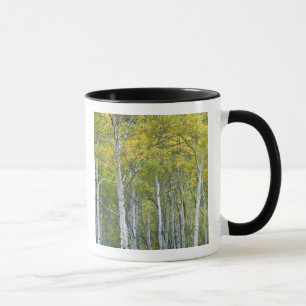 Autumn aspens in McClure pass in Colorado. Mug