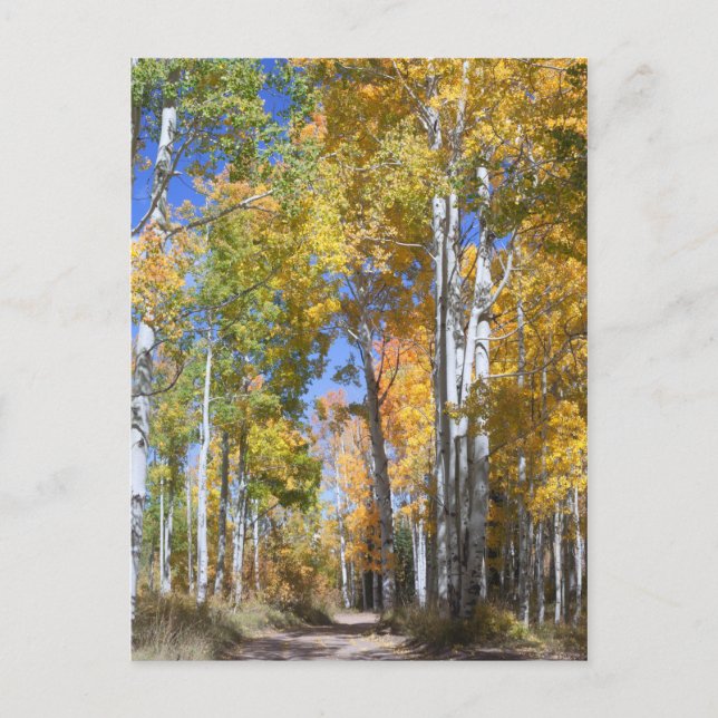 Autumn Aspens on Pinyon Mesa Postcard (Front)