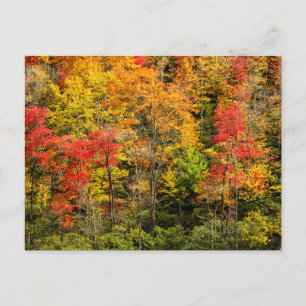 Autumn at Sims Pond North Carolina, Blue Ridge Postcard