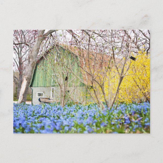 Autumn Barn with Blue Flower Field Postcard (Front)