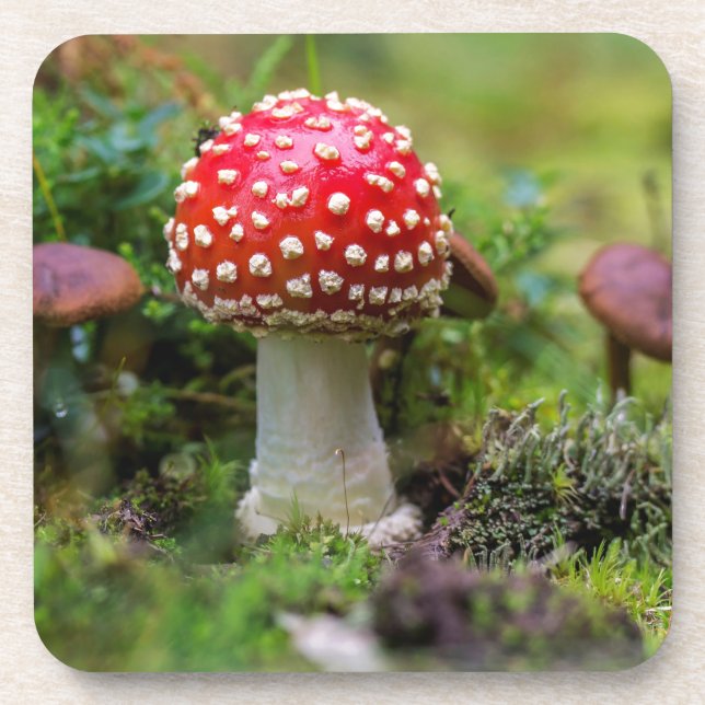 Autumn Beauty Coaster (Front)