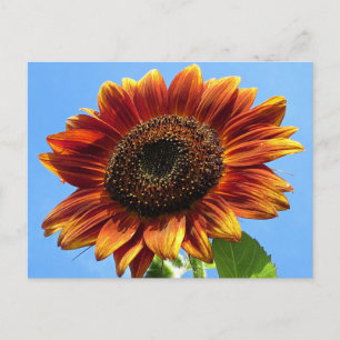 Autumn Beauty Sunflower Postcard