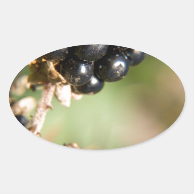 Autumn Berries Oval Sticker (Front)