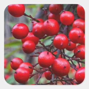 Autumn Berries Square Sticker