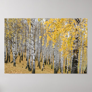 autumn birch forest poster