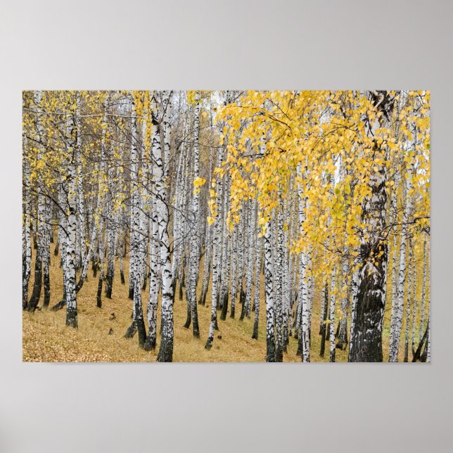 autumn birch forest poster (Front)