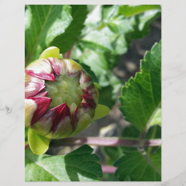 autumn bud (Front)