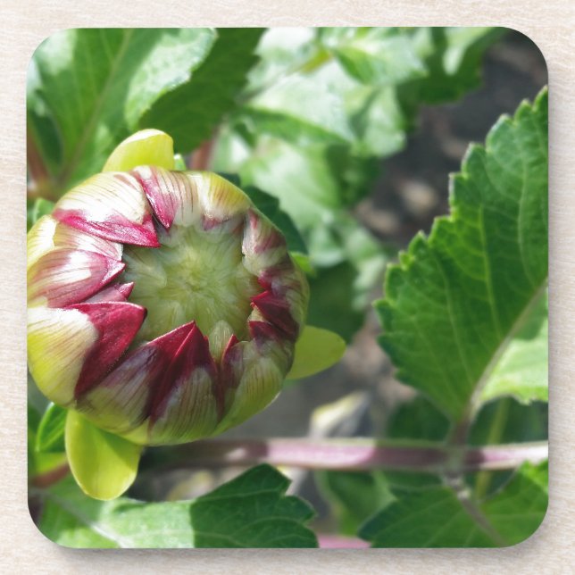 autumn bud coaster (Front)