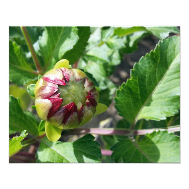 autumn bud photo print (Front)