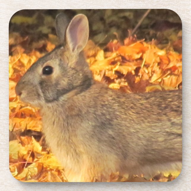 Autumn Bunny Coaster (Front)