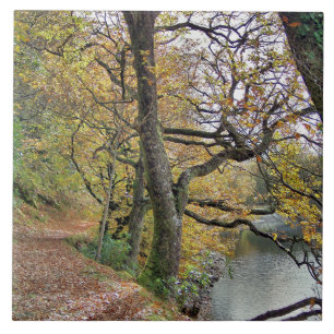 AUTUMN BY THE LAKE TILE