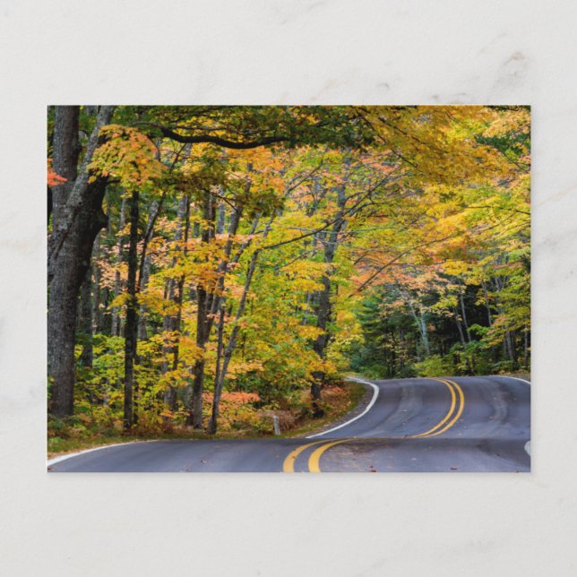 Autumn Canopy Of Colour Along Highway 41 Postcard (Front)