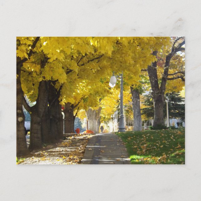 Autumn Canopy Postcard (Front)