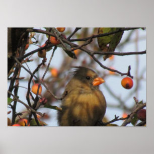 Autumn Cardinal Poster
