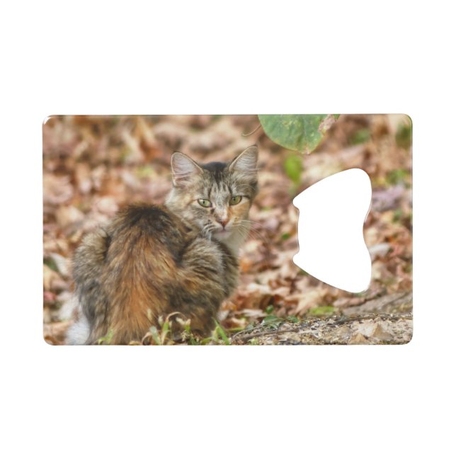 Autumn Cat (Front (Horizontal))