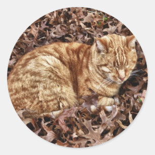 Autumn Cat Classic Round Sticker