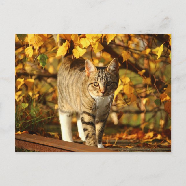 autumn cat postcard (Front)