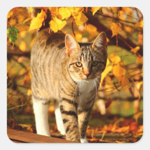 autumn cat stickers