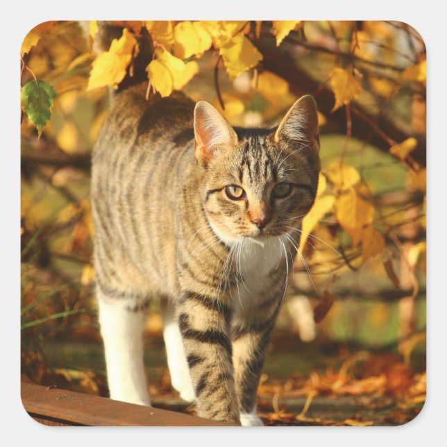 autumn cat stickers (Front)