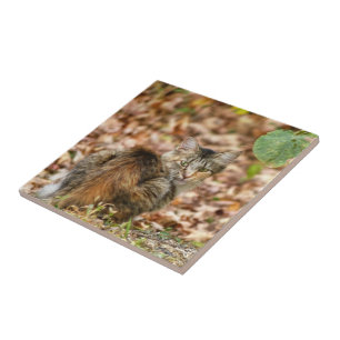 Autumn Cat Tile