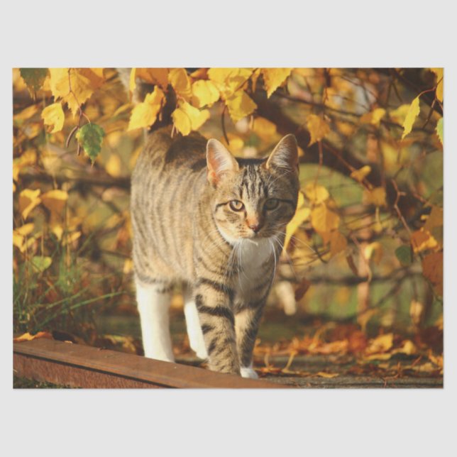 autumn cat tissue paper (Front)