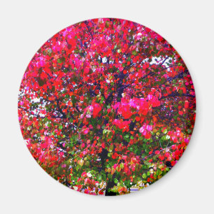 Autumn Changing Leaves Magnet