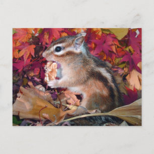 Autumn , chipmunk　(photo) postcard