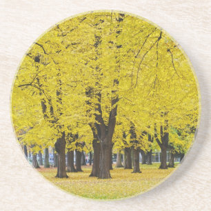 Autumn Coaster