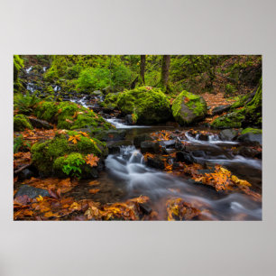Autumn color along Starvation Creek Falls Poster