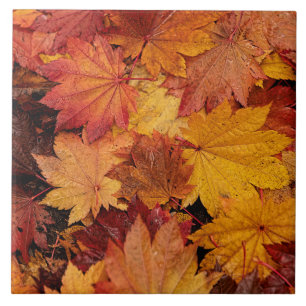 AUTUMN COLORS OF GOLD TILE