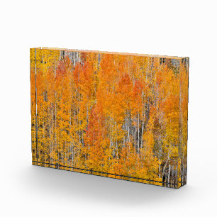 Autumn Colors on Aspen Groves Photo Block