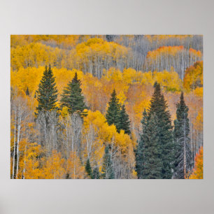 Autumn Colors on Aspen Groves Poster