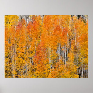 Autumn Colors on Aspen Groves Poster