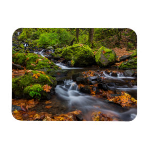 Autumn colour along Starvation Creek Falls Magnet
