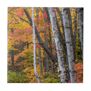 Autumn Colour In The Forest Near Copper Harbour Tile